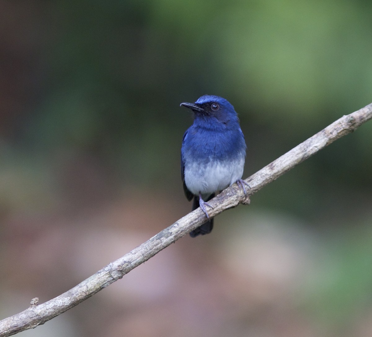 White-bellied Blue Flycatcher - ML78211221