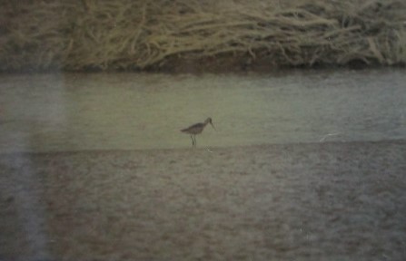 Hudsonian Godwit - Coen Dexter