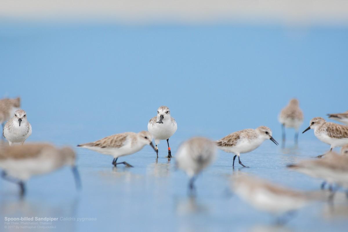 Spoon-billed Sandpiper - ML78211671