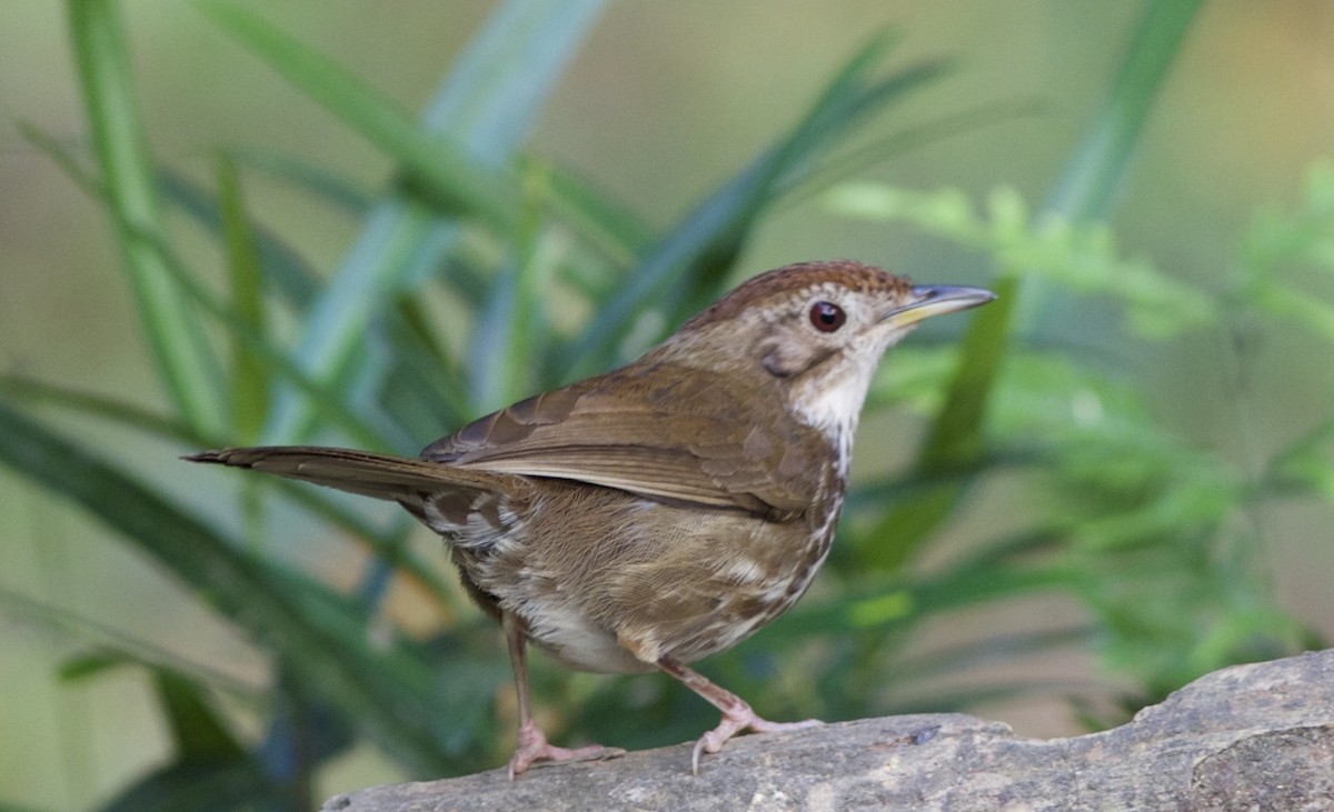 Puff-throated Babbler - ML78212201