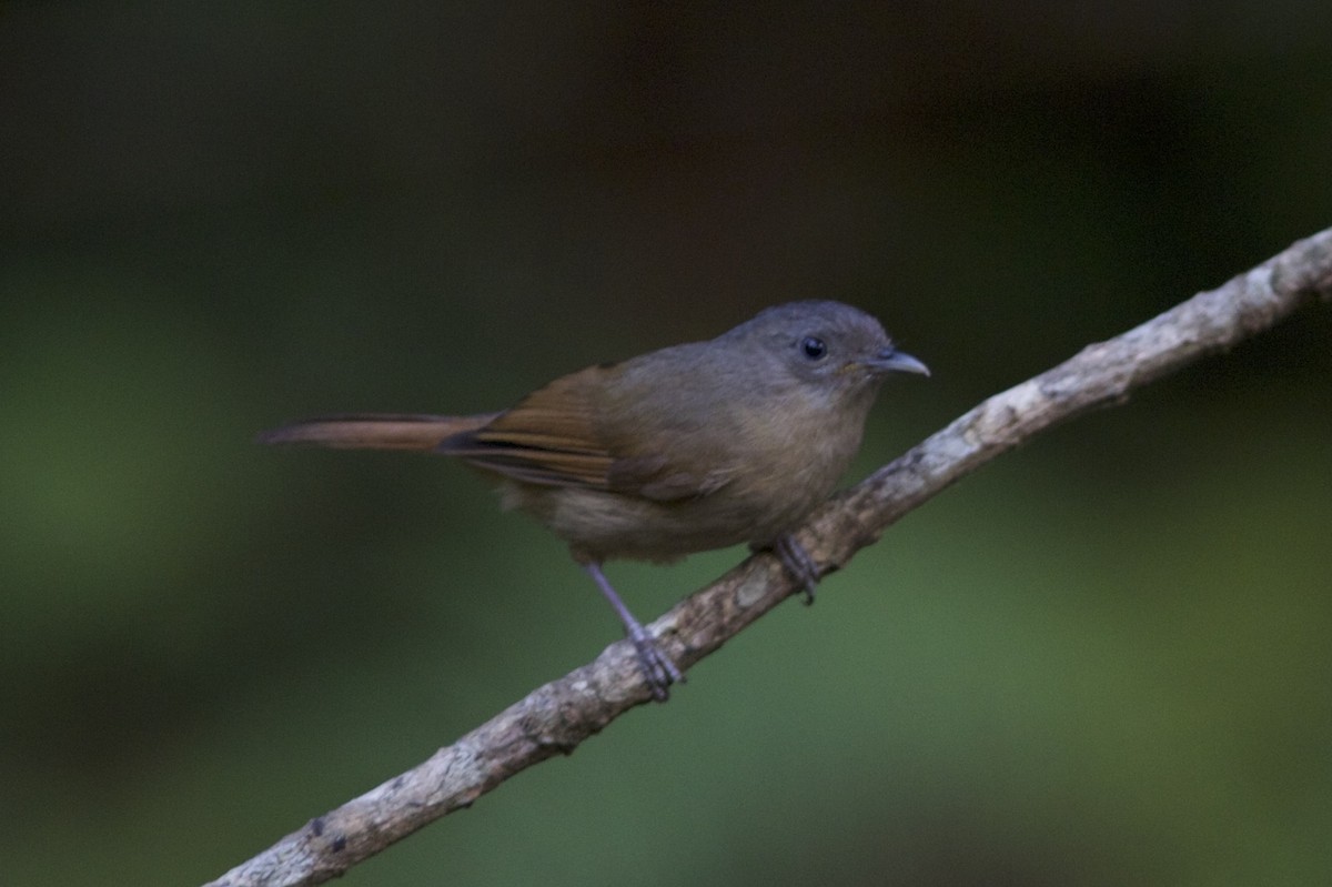 Brown-cheeked Fulvetta - ML78212261