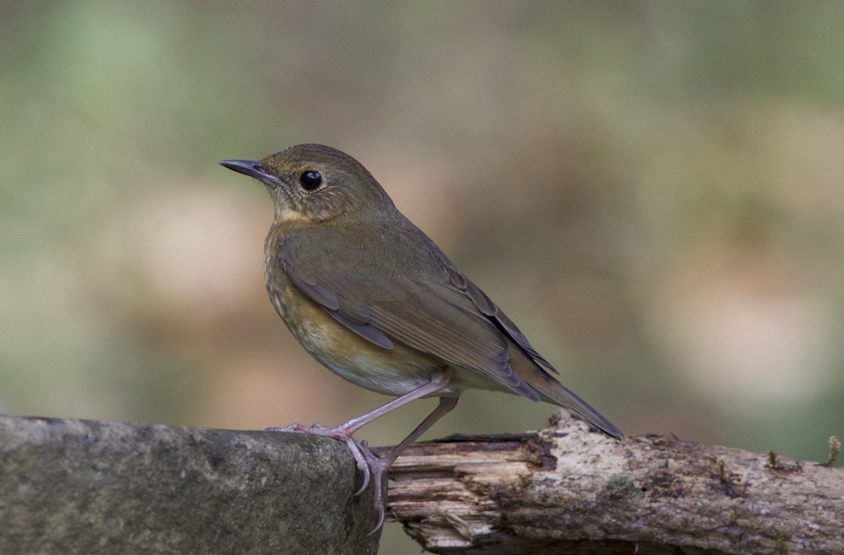 Indian Blue Robin - ML78212431