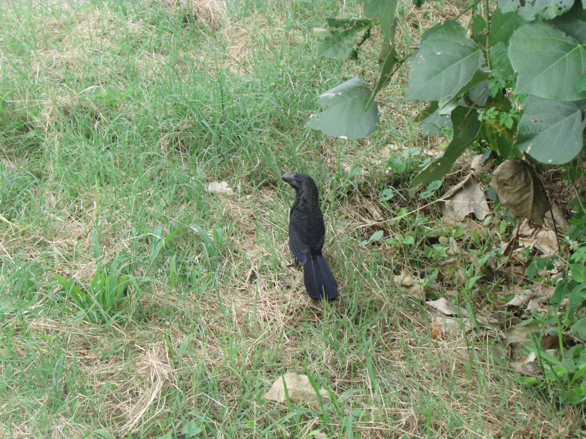 Smooth-billed Ani - ML78212941