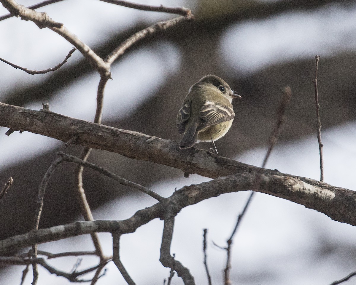 Hammond's Flycatcher - ML78213491