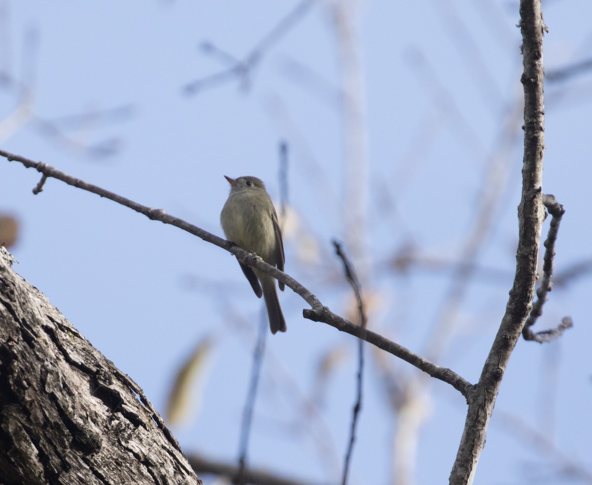 Hammond's Flycatcher - ML78213581