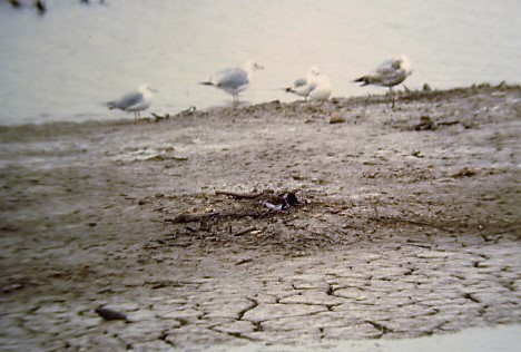 Ruddy Turnstone - ML78213751