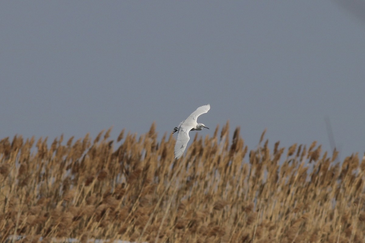 Little Blue Heron - ML78214481