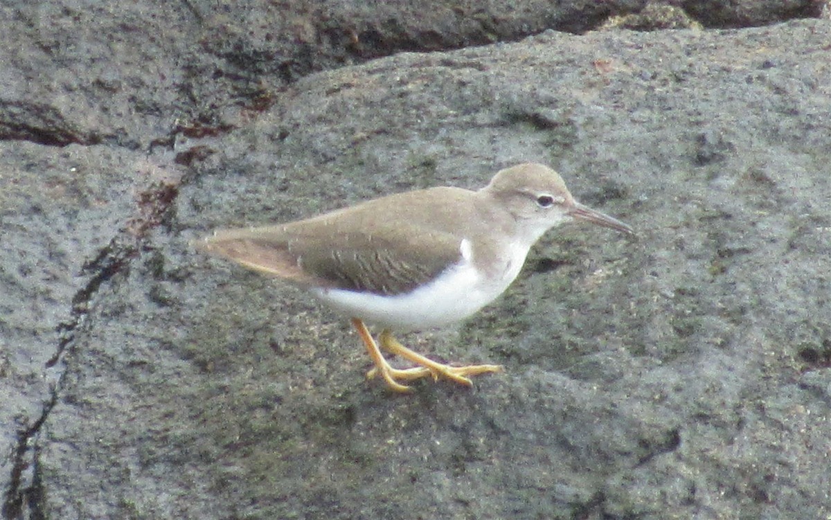 Spotted Sandpiper - Robert Tovey