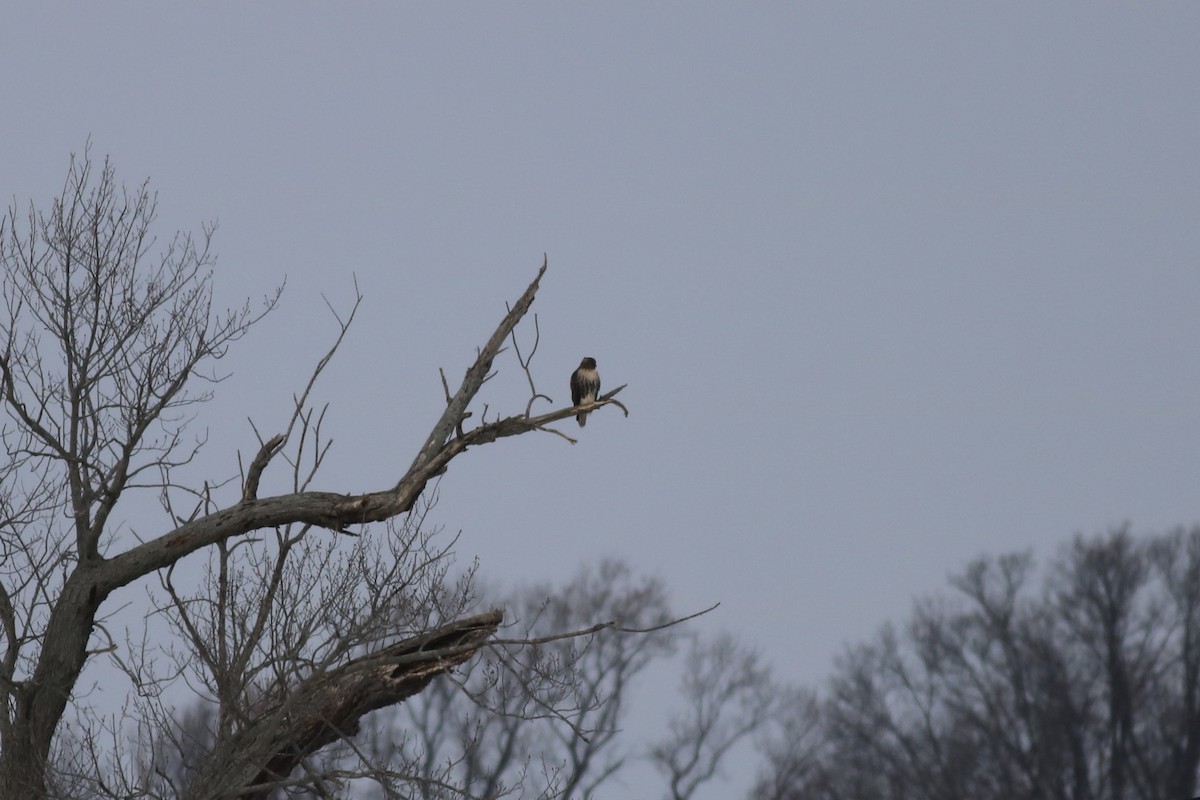 Red-tailed Hawk (abieticola) - ML78214611