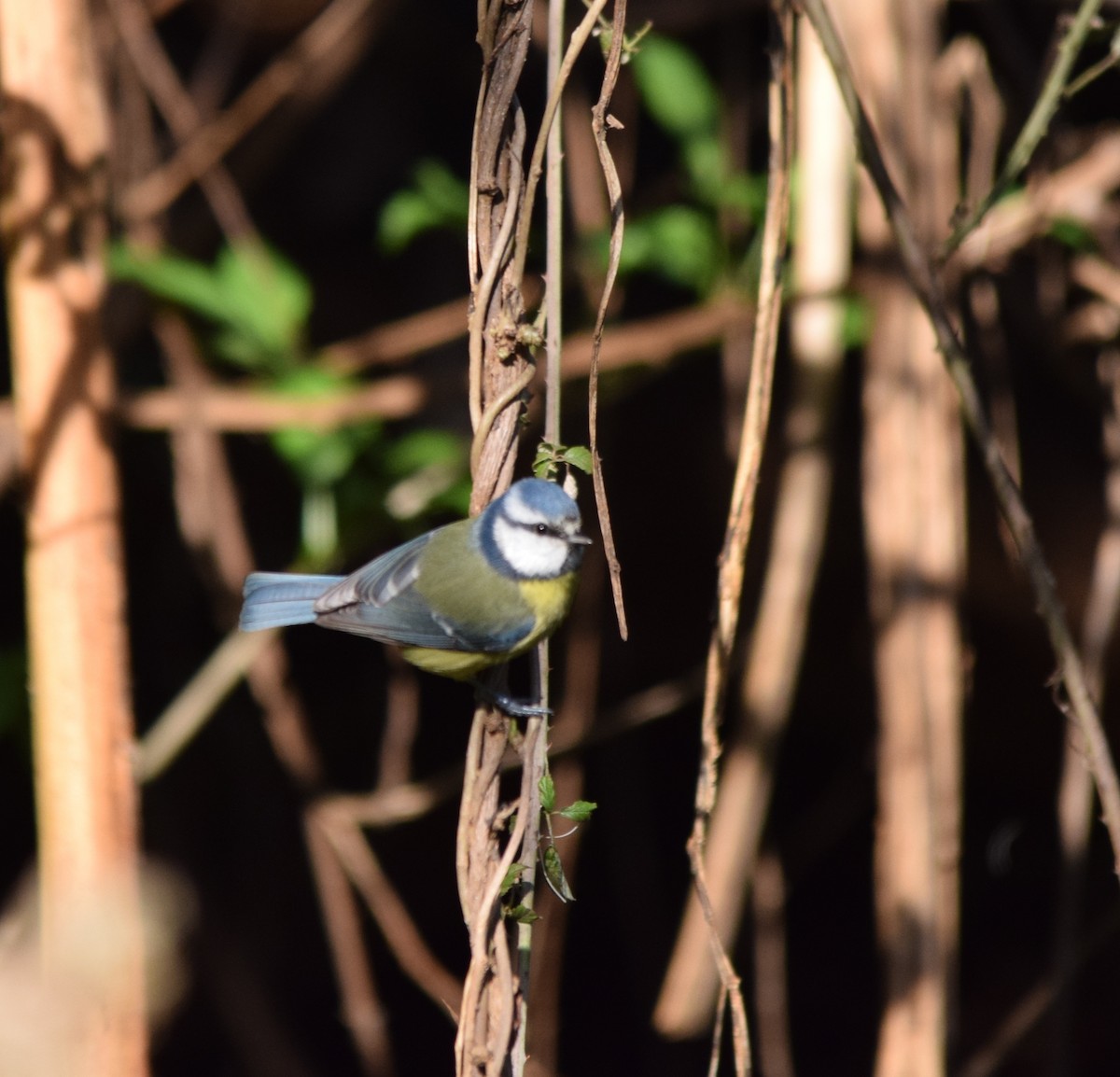 Eurasian Blue Tit - Luís Santos