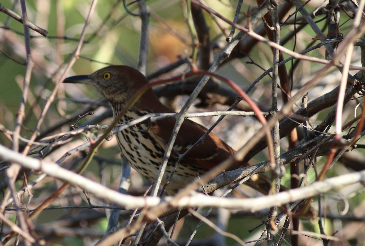 Brown Thrasher - John & Ivy  Gibbons