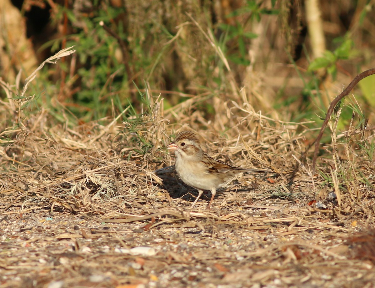 Clay-colored Sparrow - ML78222021