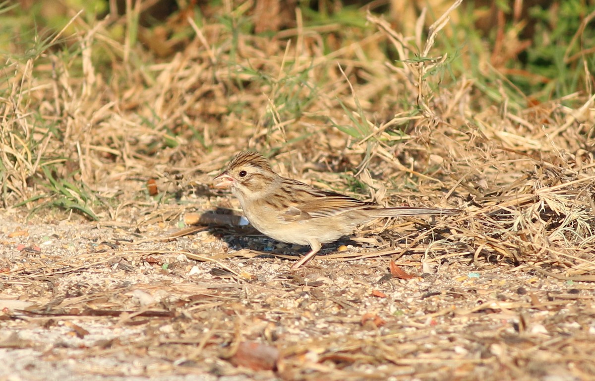 Clay-colored Sparrow - ML78222111
