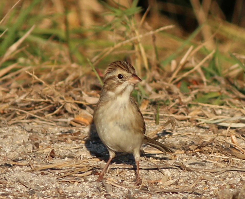 Clay-colored Sparrow - ML78222221