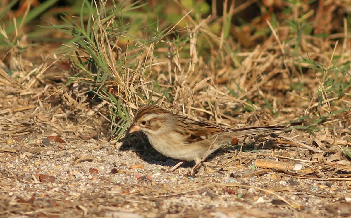 Clay-colored Sparrow - ML78222261