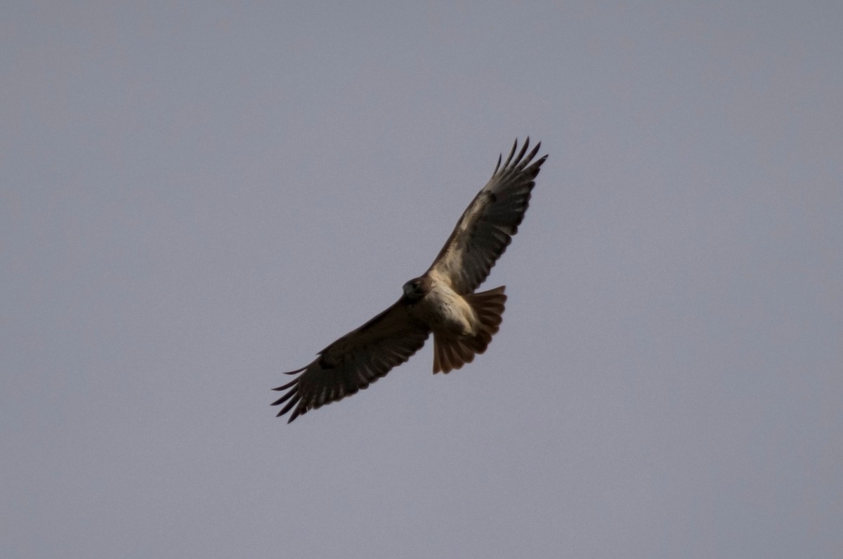 Rotschwanzbussard - ML78223421
