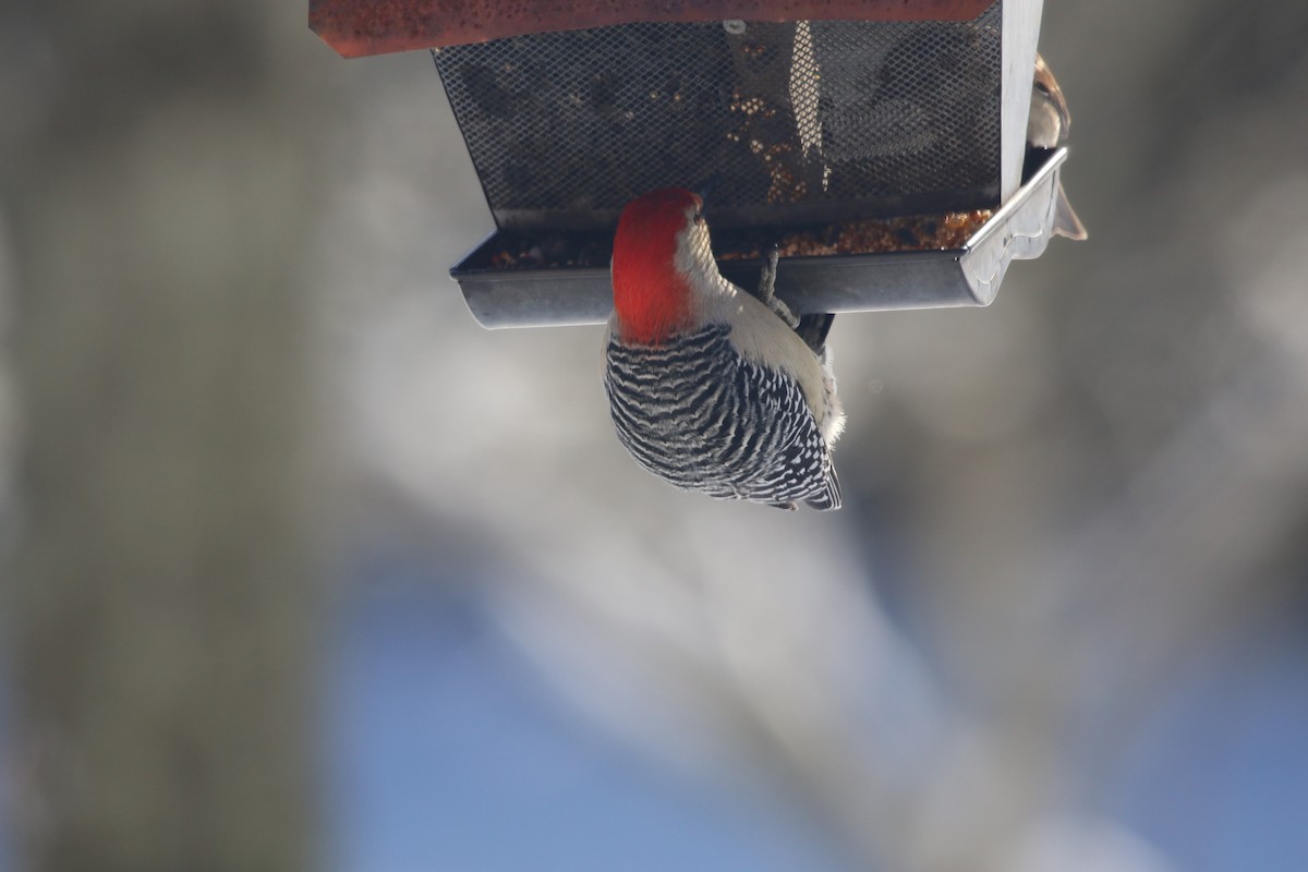 Red-bellied Woodpecker - ML78223961