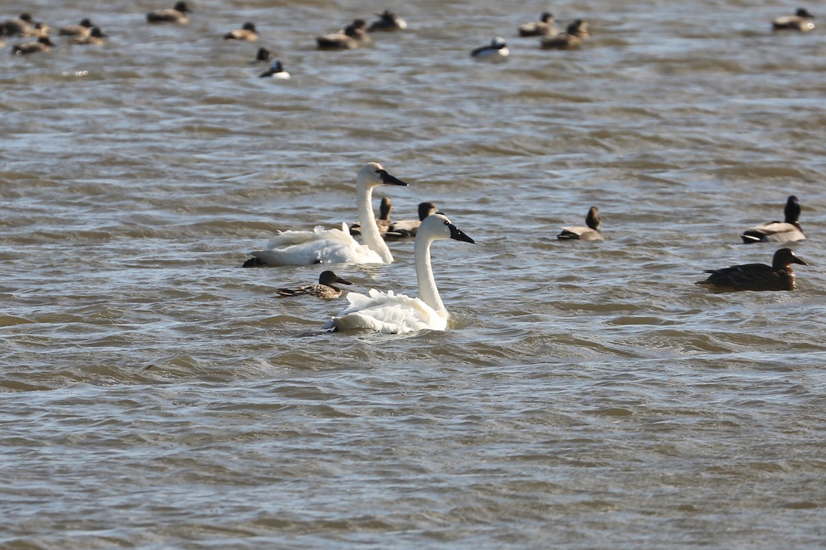 Tundra Swan - ML78224801