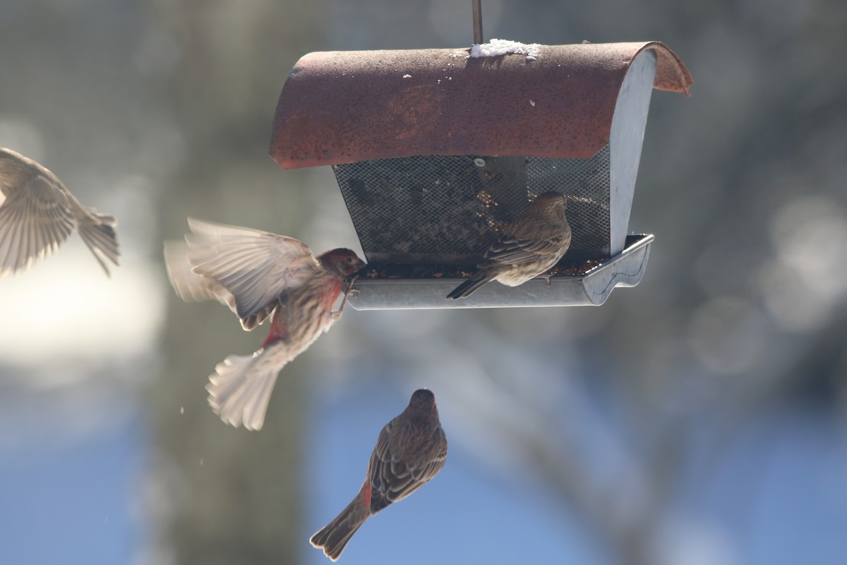 House Finch - ML78225701