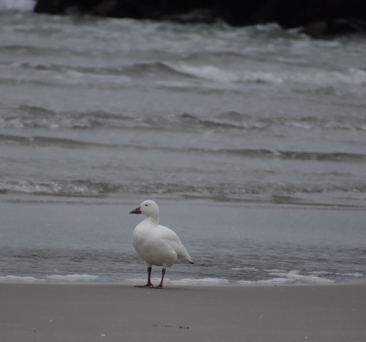 Snow Goose - ML78227421