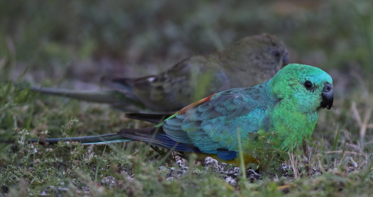 Red-rumped Parrot - ML78236001