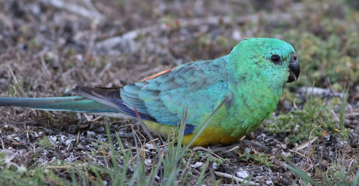 Red-rumped Parrot - ML78236041