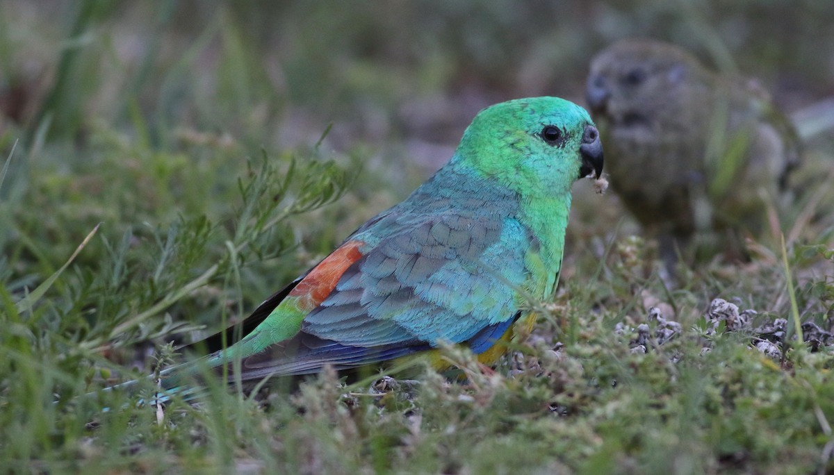 Red-rumped Parrot - ML78236091