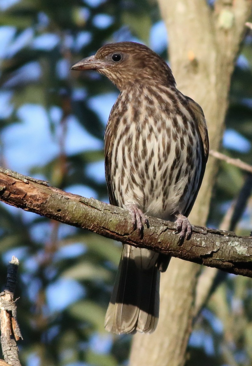 Australasian Figbird - ML78236141