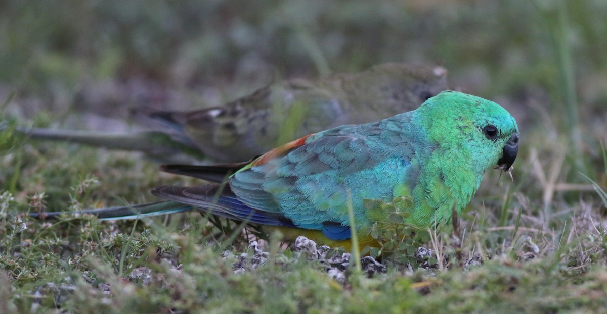 Red-rumped Parrot - ML78236161