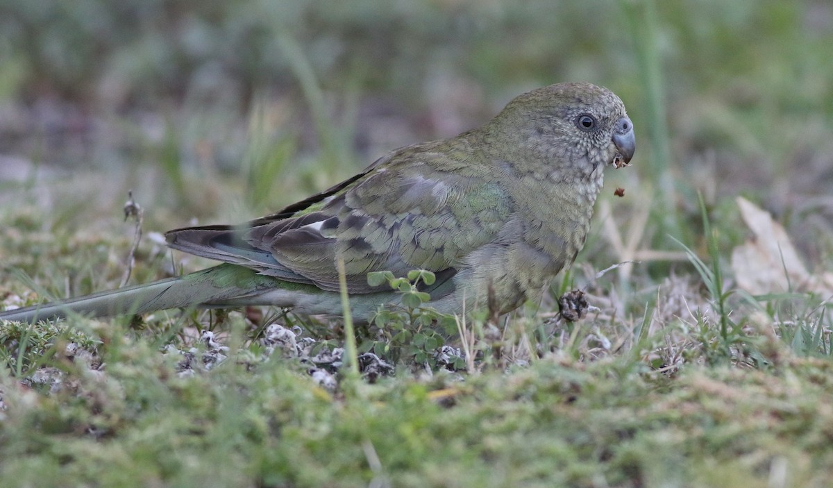Red-rumped Parrot - ML78236201