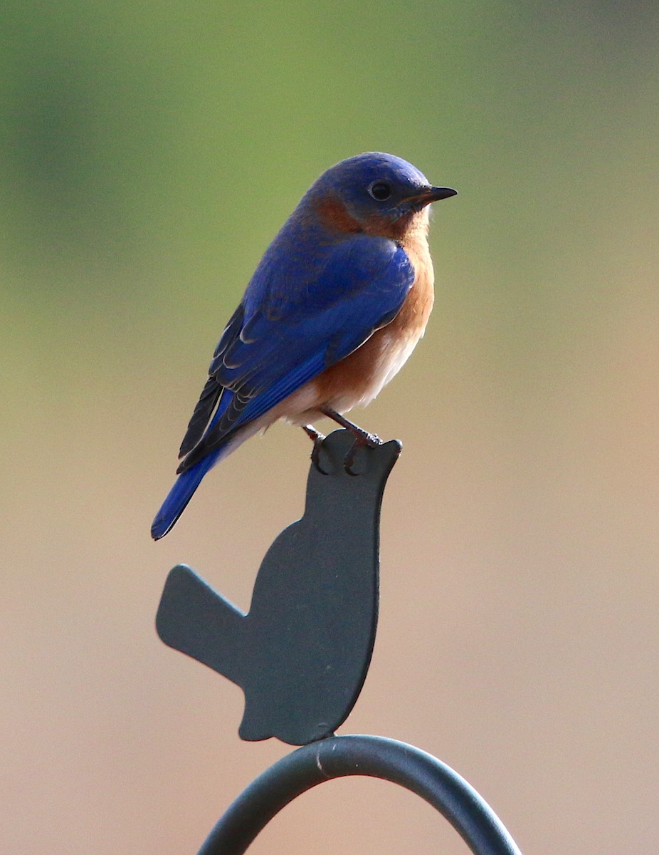Eastern Bluebird - ML78236581