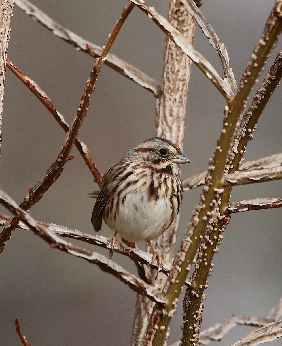 Song Sparrow - ML78236801