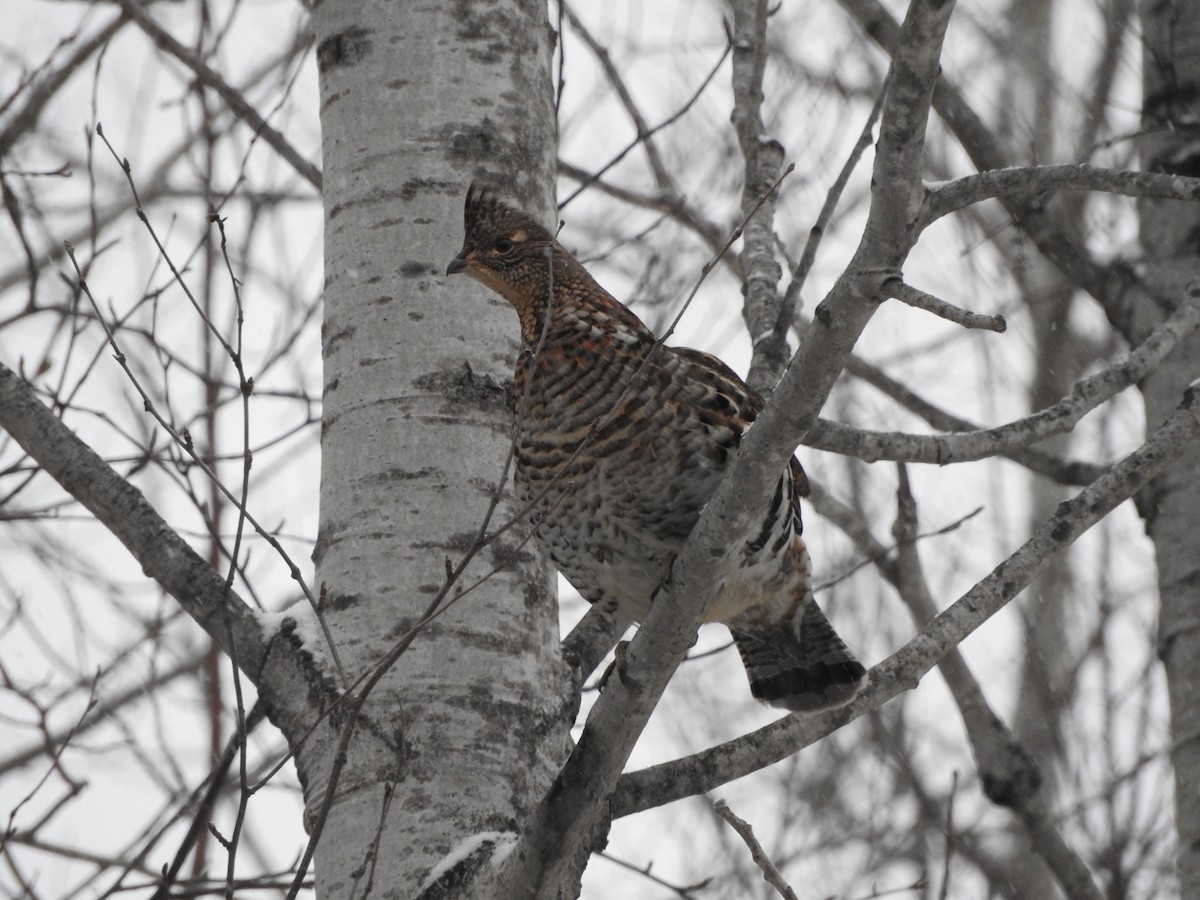 Ruffed Grouse - ML78237131