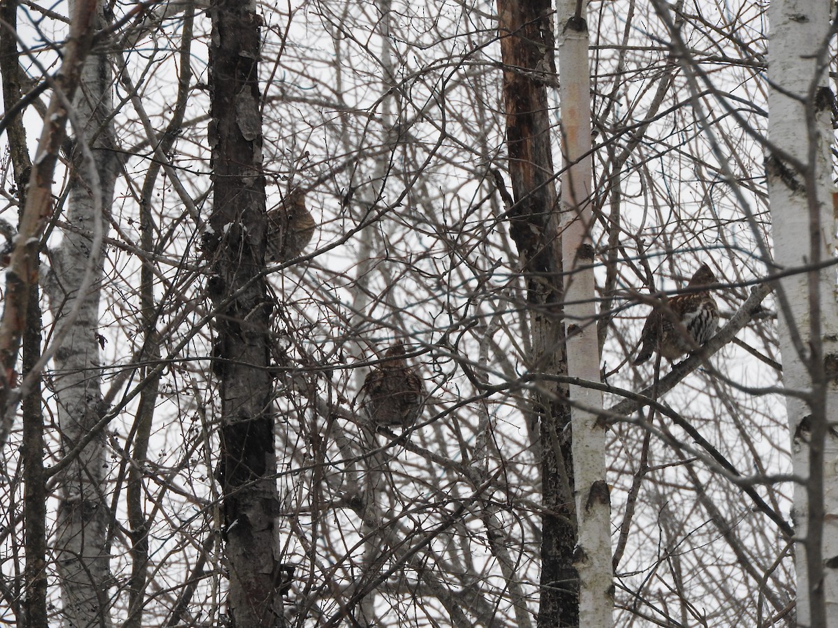 Ruffed Grouse - ML78237161