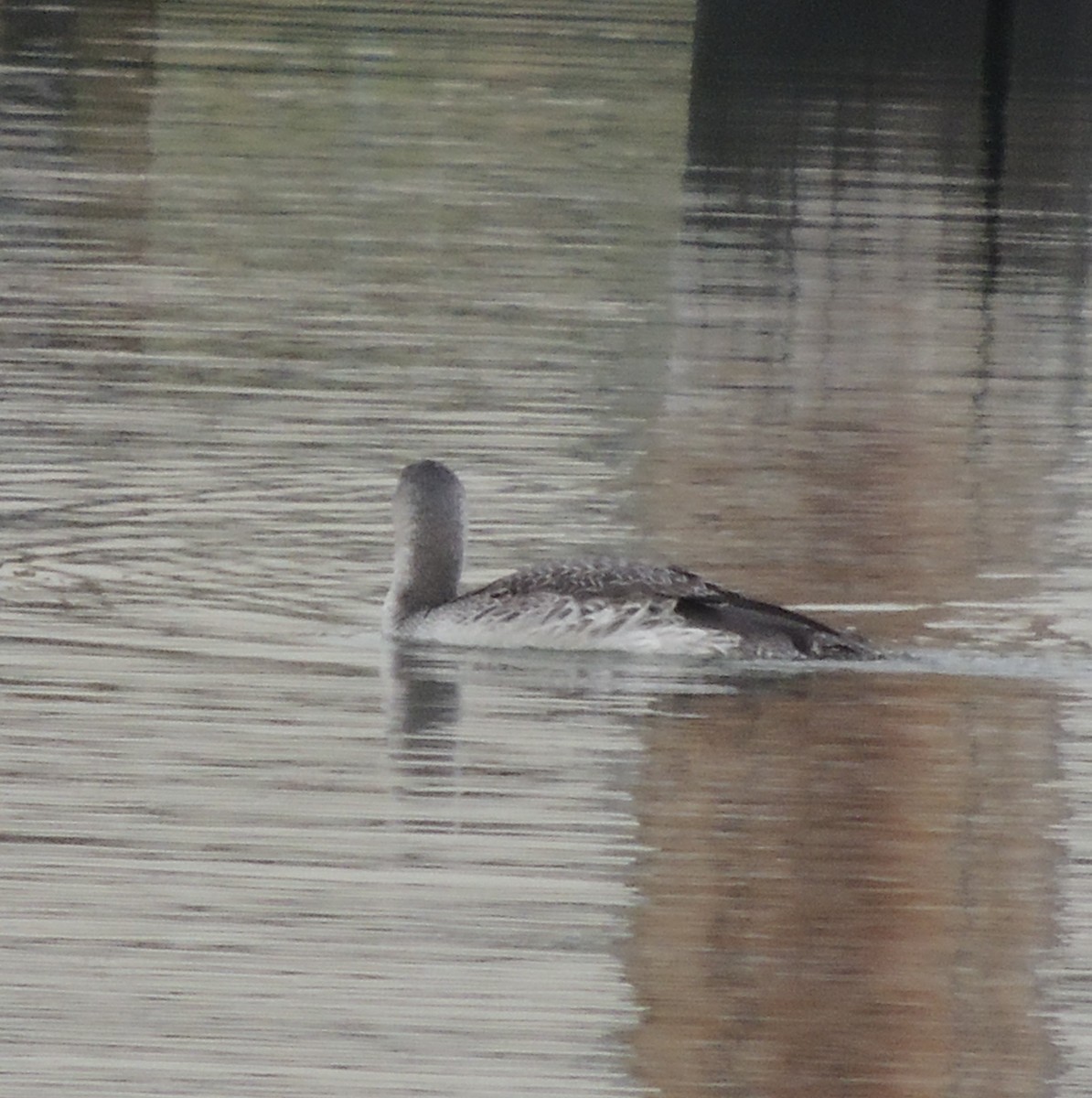 Red-throated Loon - ML78237221