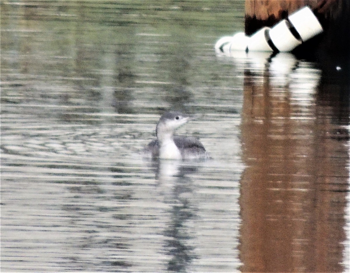 Red-throated Loon - ML78237231