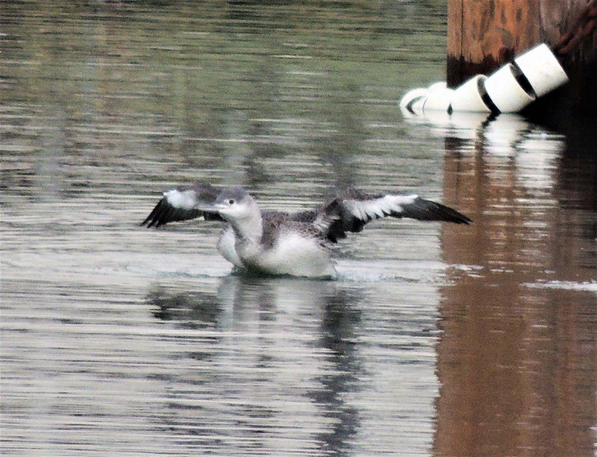 Red-throated Loon - ML78237241