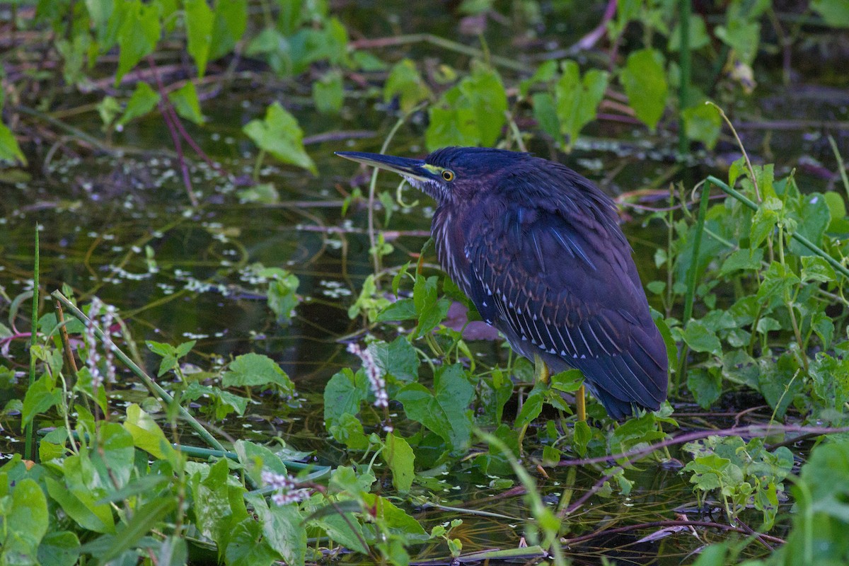 Green Heron - ML78238301