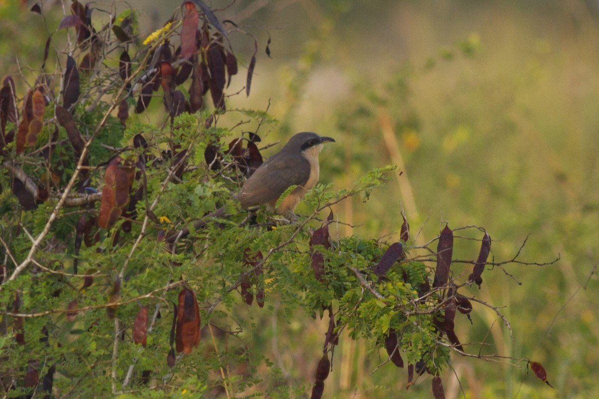 Mangrove Cuckoo - ML78239211