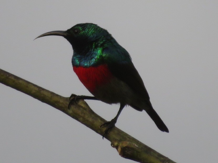 Olive-bellied Sunbird - ML78239971