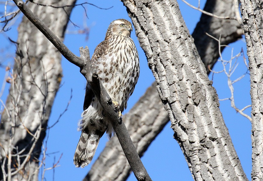 American Goshawk - ML78240121