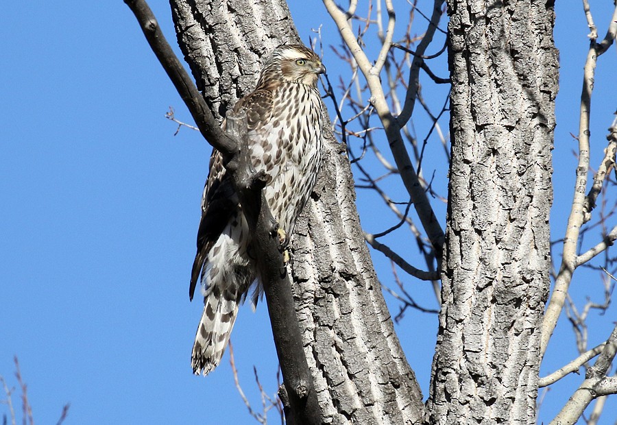 American Goshawk - ML78240131