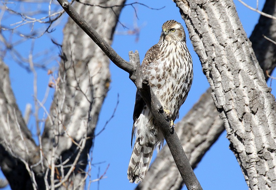 American Goshawk - ML78240141