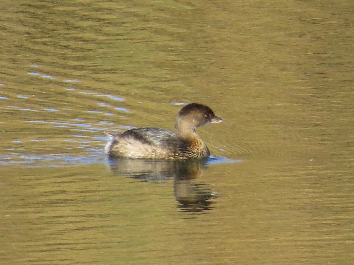 Pied-billed Grebe - Vincent Maglio