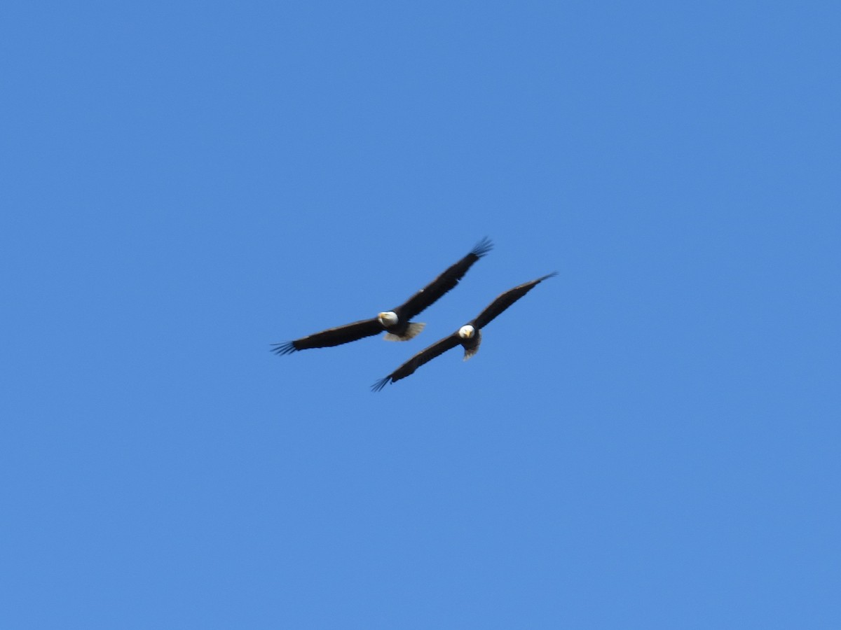 Bald Eagle - Vincent Maglio