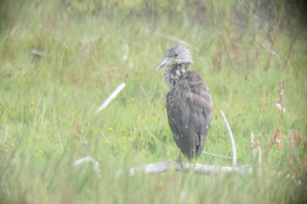 Yellow-crowned x Black-crowned Night Heron (hybrid) - Kimball Garrett