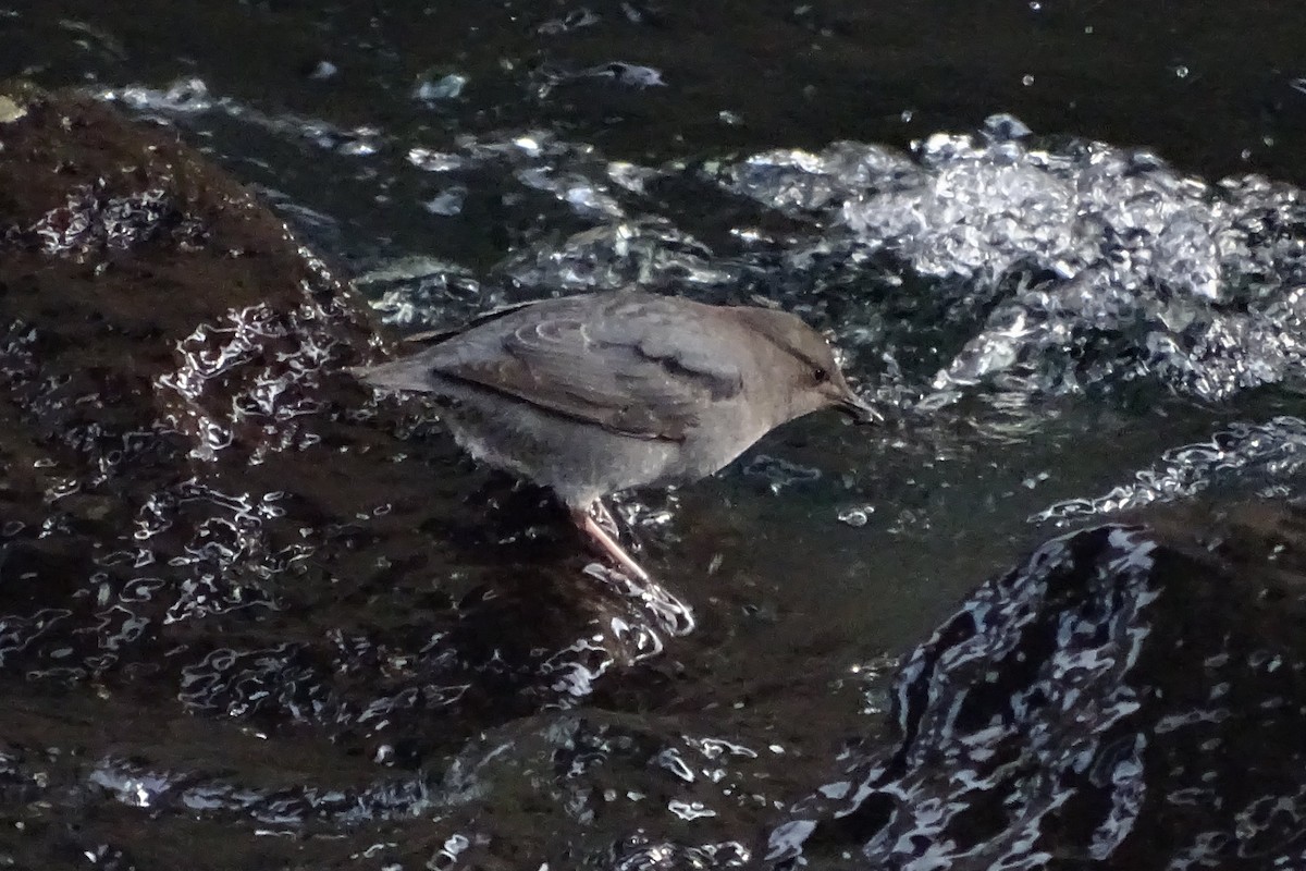 American Dipper - ML78241261