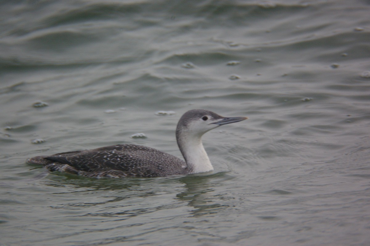 Red-throated Loon - ML78244481