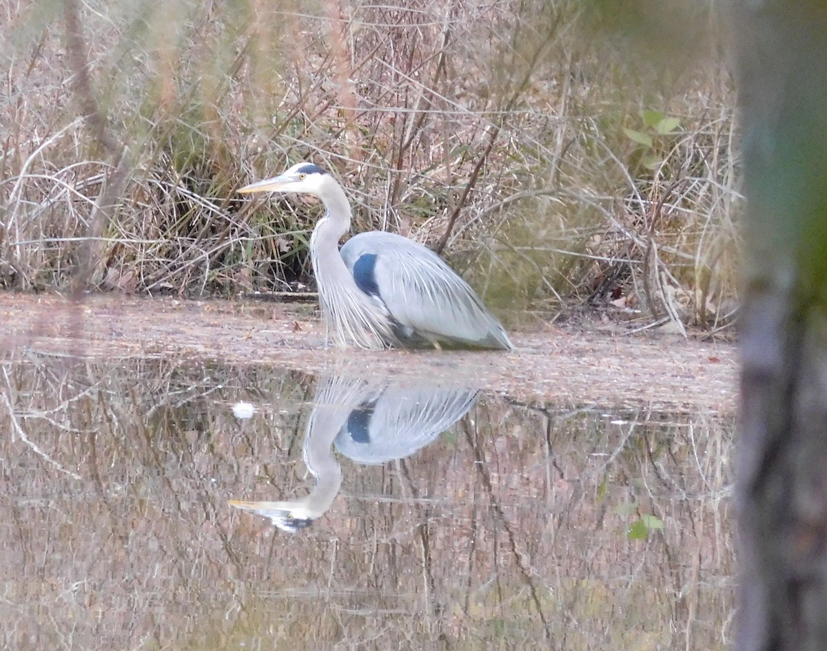 Great Blue Heron - ML78245161
