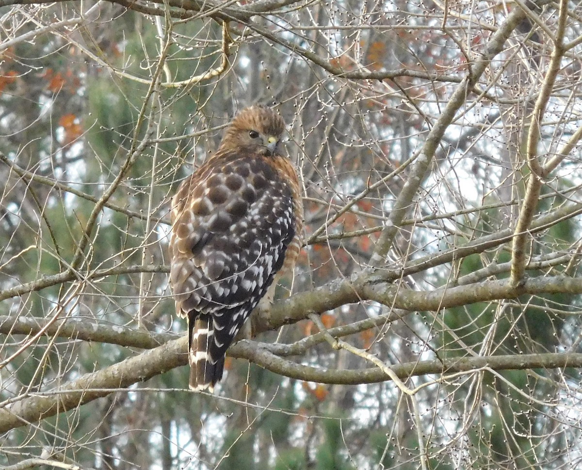 Red-shouldered Hawk - ML78245341